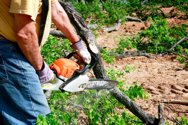 Why Choose Our Tree Removal Services in Narberth, PA?